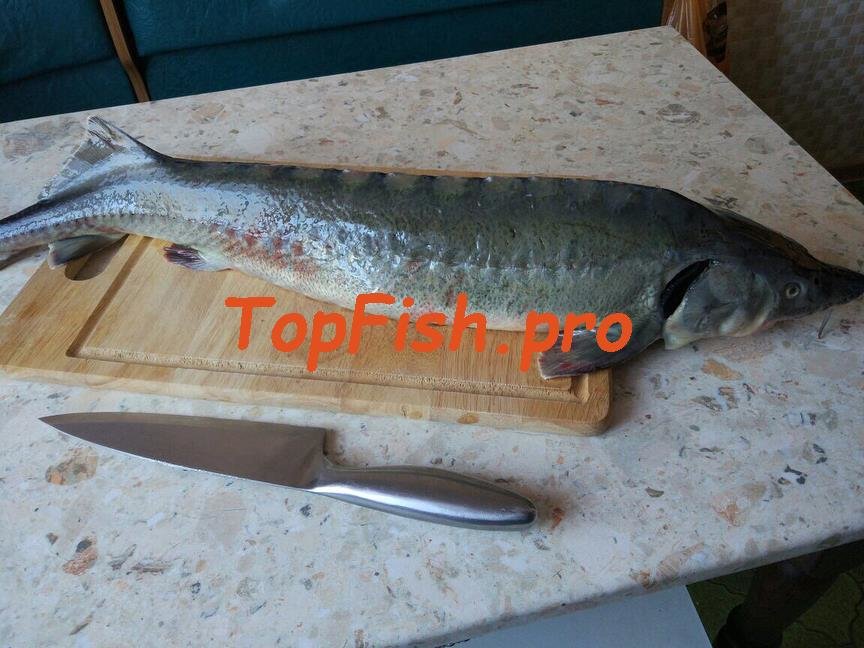 атлантический осетр фото