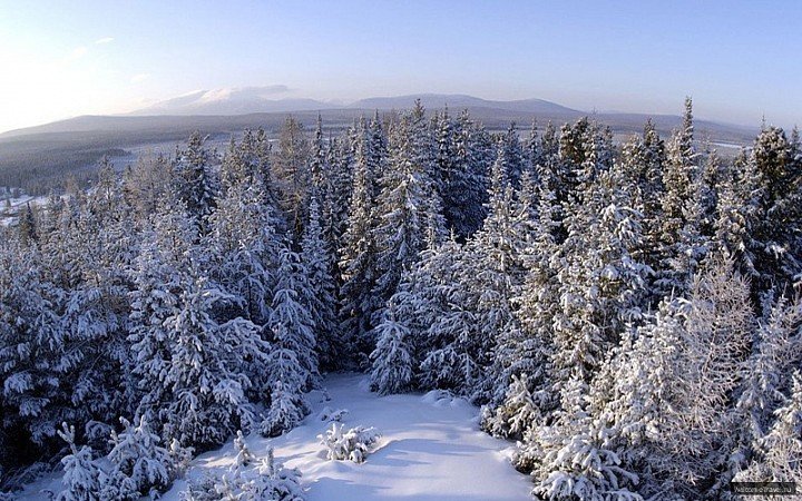 растение фото