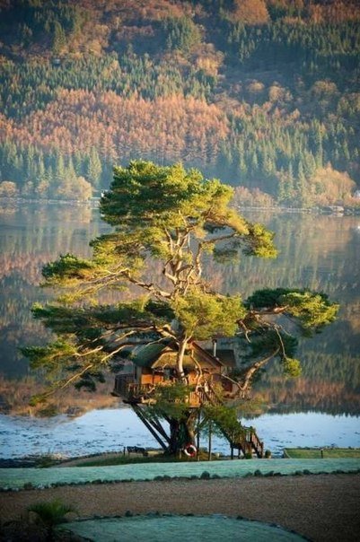 дом на деревьях шотландия климанрюк фото