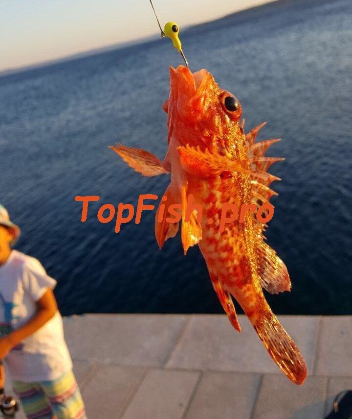 скорпена морской ерш фото