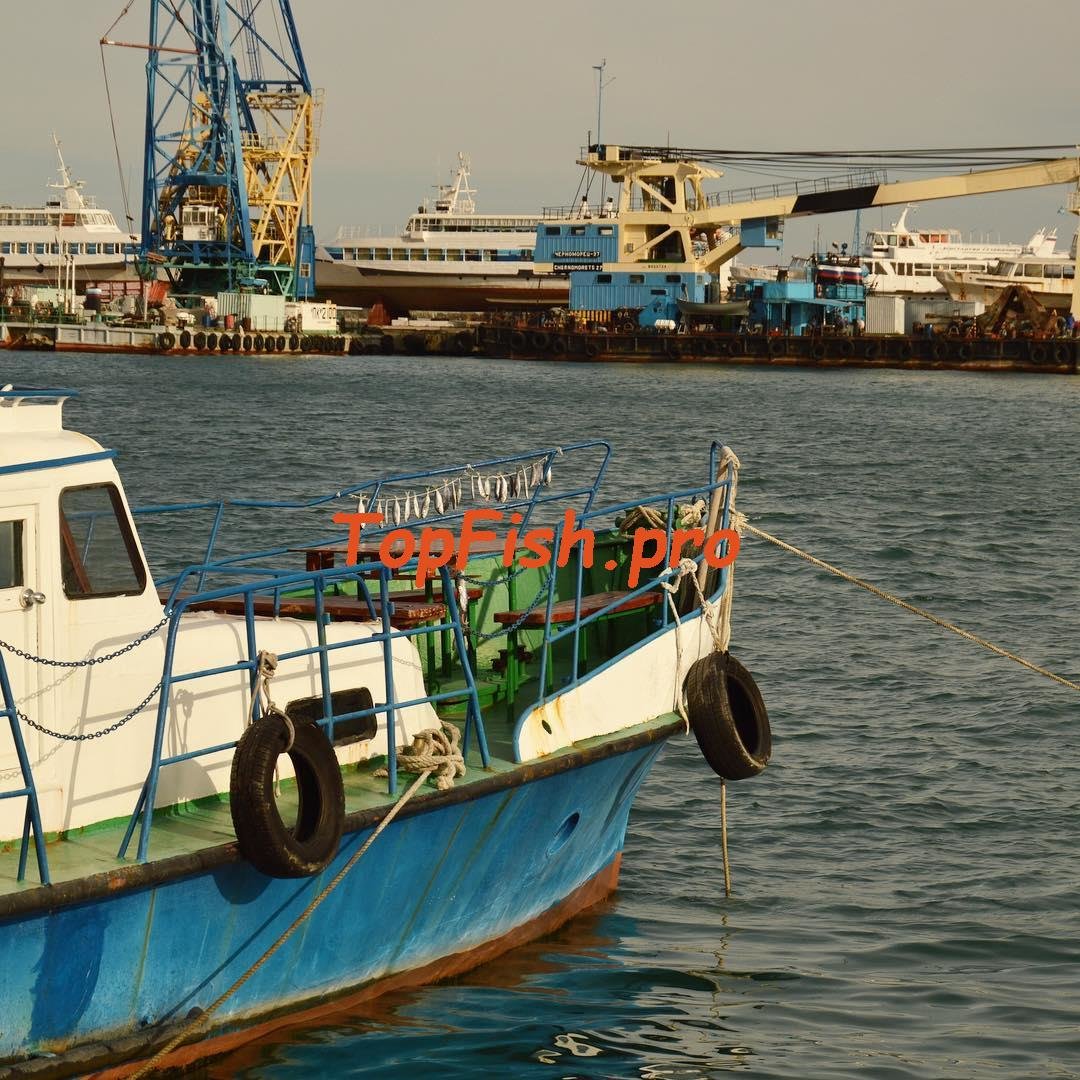 рыболовная шхуна yanmar 30 л.с фото