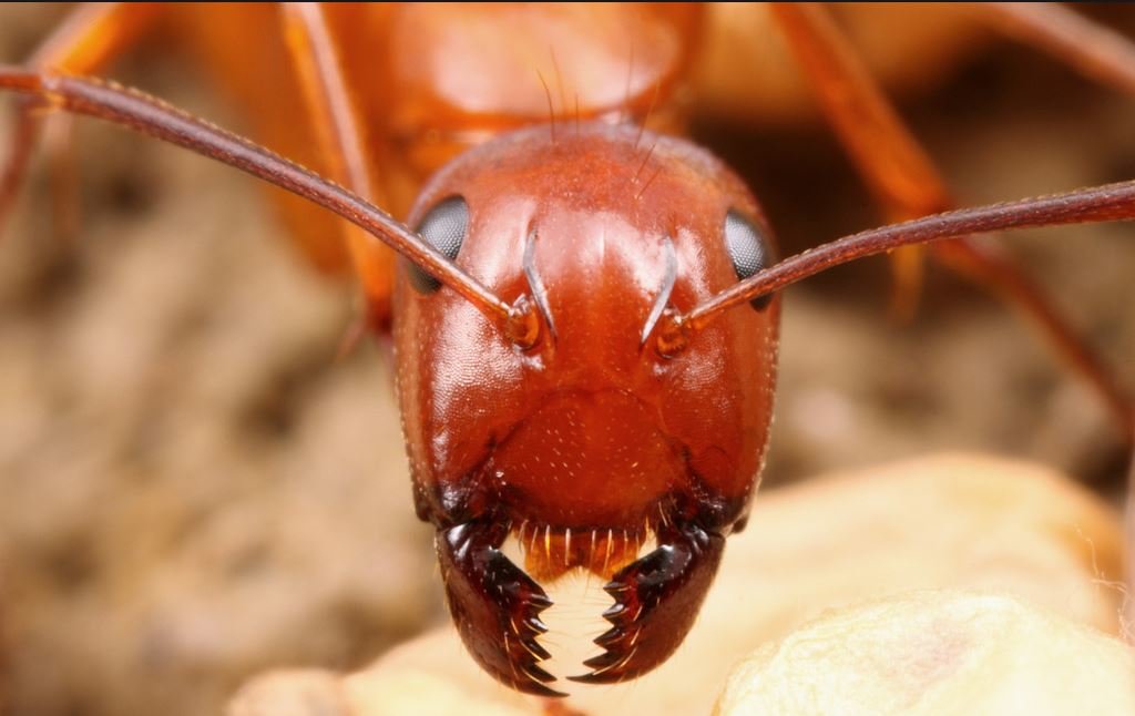 ���� ������� ������� ������ #11