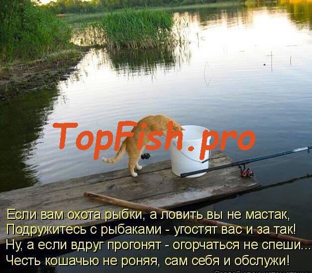 на рыбалку ходят не за рыбой а за душевным покоем фото