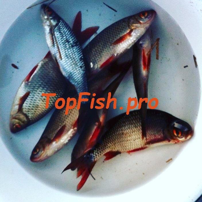 рыба красноперка фото