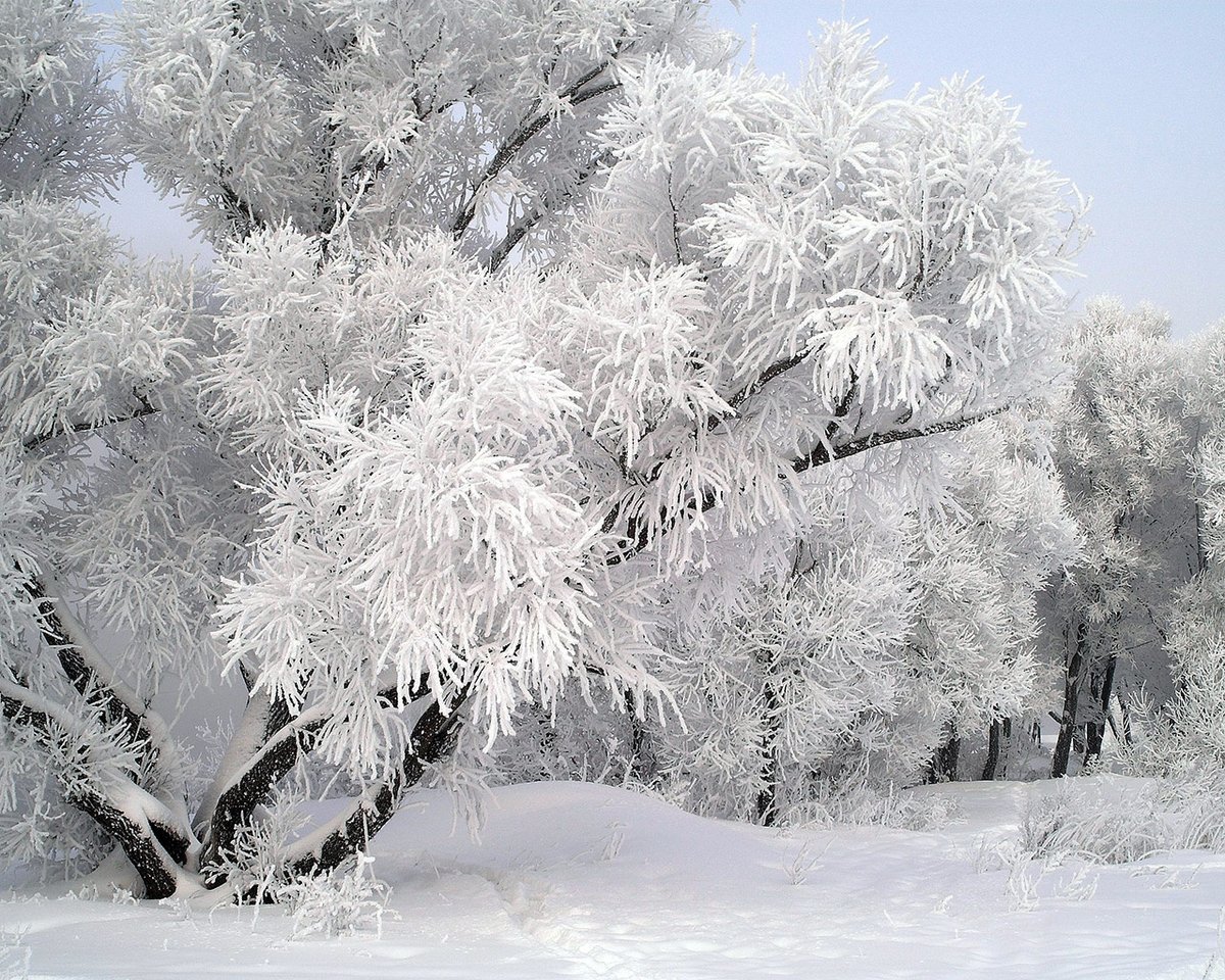 серебристый снег фото