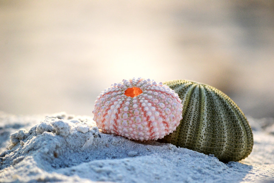 морской urchin ракушка фото