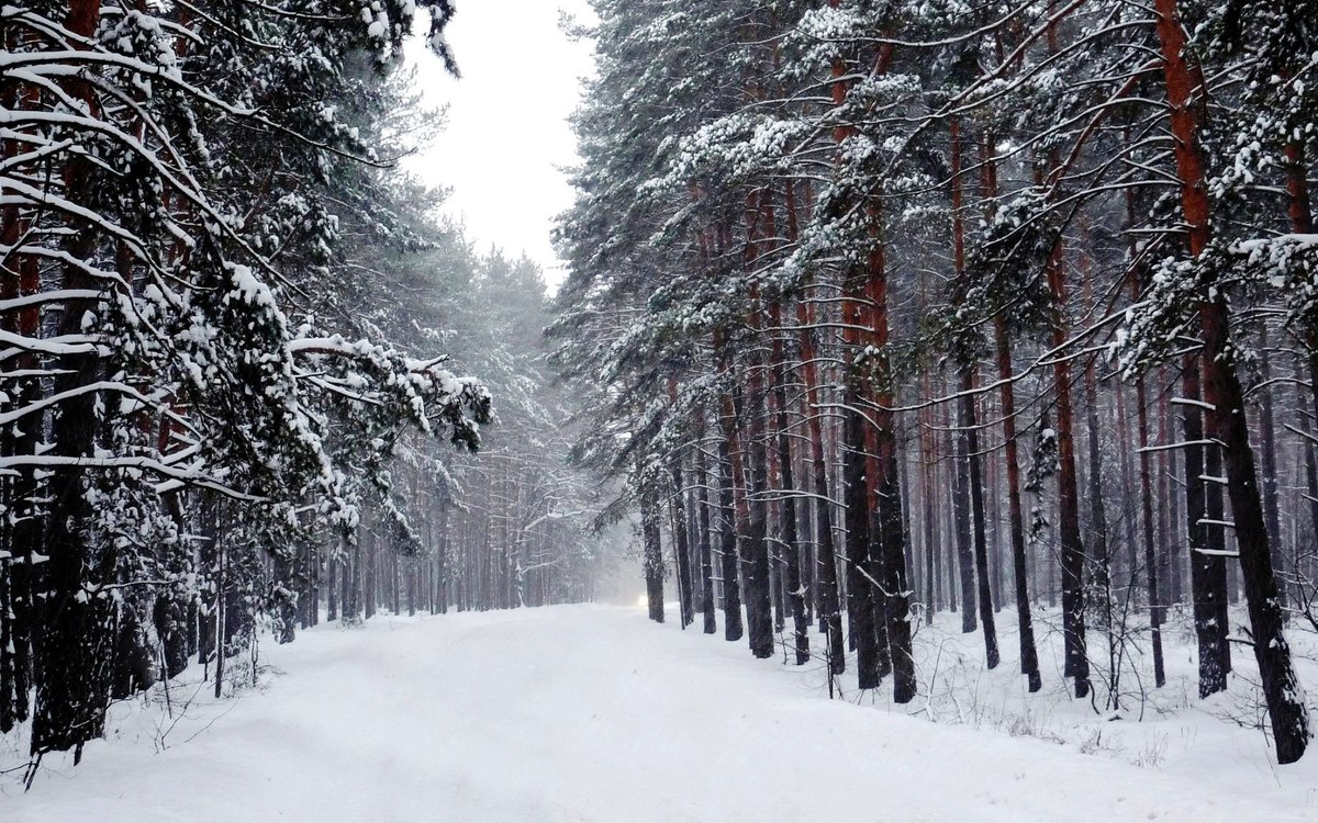болотоход тундра фото