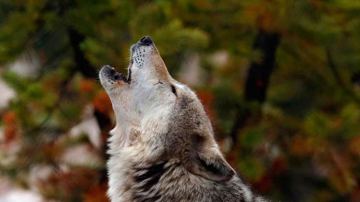 «Считается что волк воет в основном на луну на одной ноте и более не ...