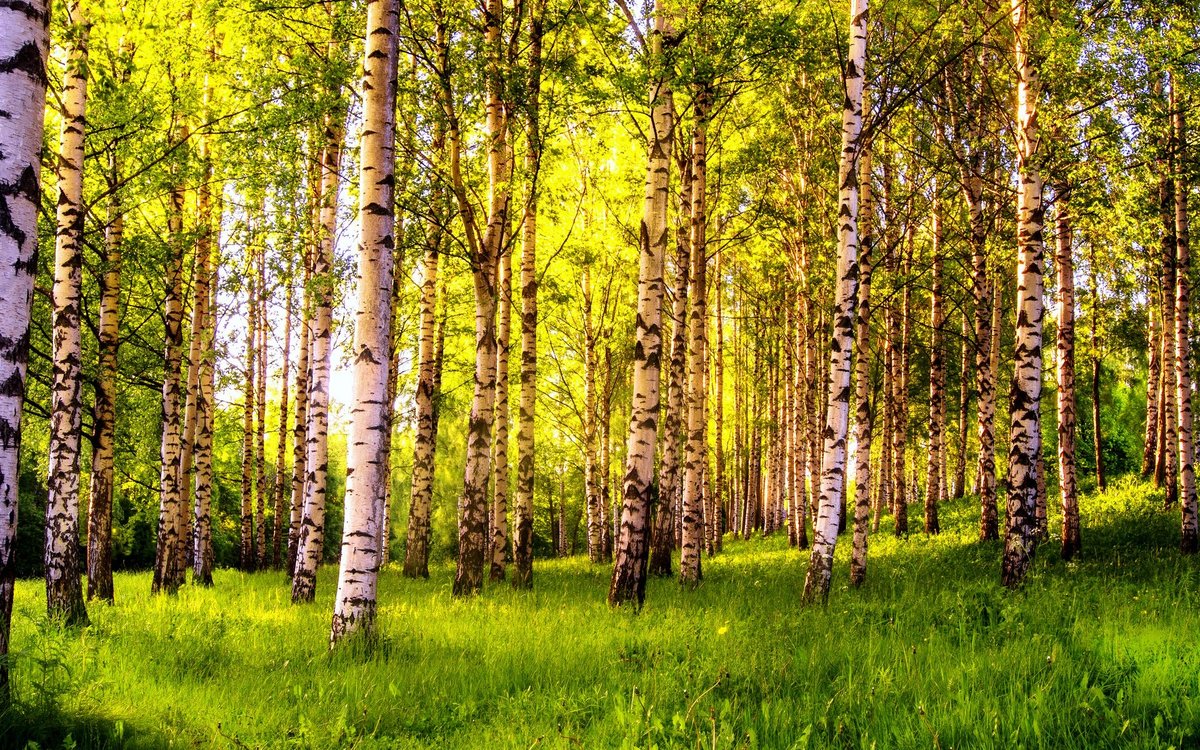 березовая роща панорама фото