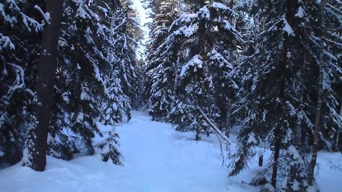 лес зима фото