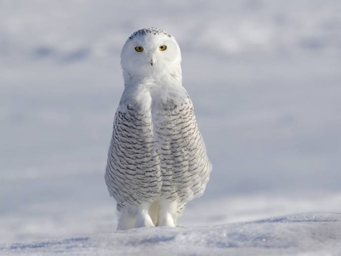 ÐÐ¾ÑÐ¾, ÐÐ²ÑÐ¾Ñ coralli-coralli Ð½Ð Ð¯Ð½Ð´ÐÐºÑ.ÐÐ¾ÑÐºÐÑ