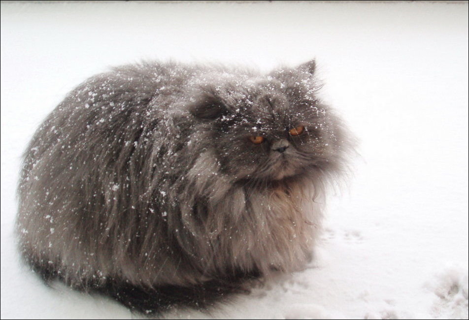 персидская кошка фото