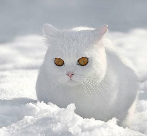 кот снежок фото