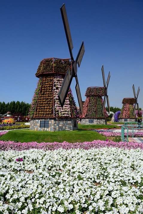 миракл гарден дубай фото