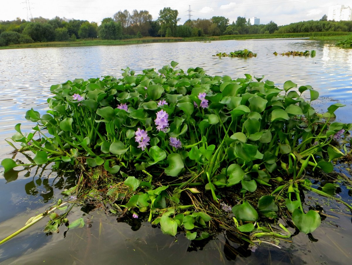 эйхорния водный гиацинт фото