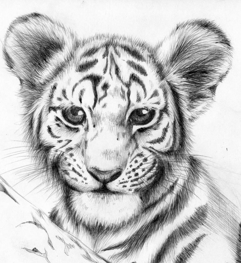 Черно белые картинки тигра рисунок