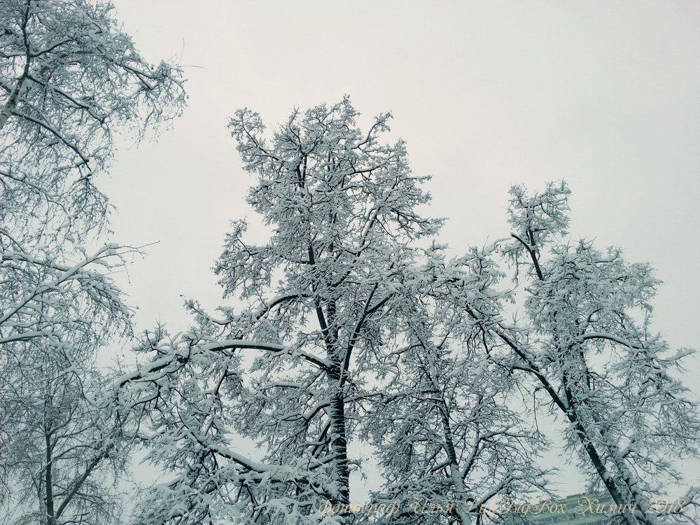Опубликовано на http://lukbigbox.ru/snegopad-310118-fotograf-ilya-lukbigbox-himich/
Закружило, замело ледяное помело,
С ветки снег упал в сугроб, стал похож на нара горб.
Как-то так :-))
Снегопад в Москве 31 января 2018.
Фотограф Илья LukBigBox Химич
Москва, улица космонавта Волкова, сквер вдоль улицы. https://yandex.ru/maps/-/CBe~uLHXoC