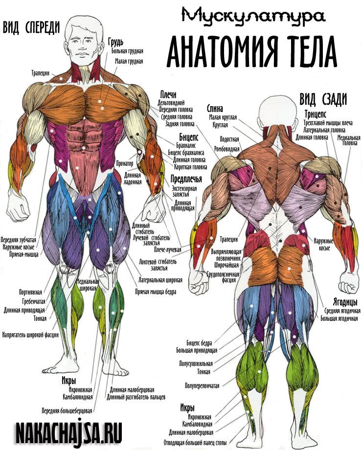 «anatomija tela 484522» — карточка пользователя skazi.18 в Яндекс ...
