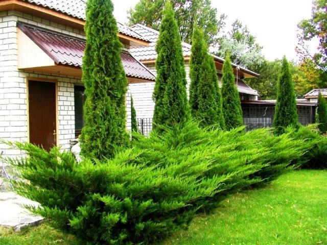 туя смарагд можжевельник фото