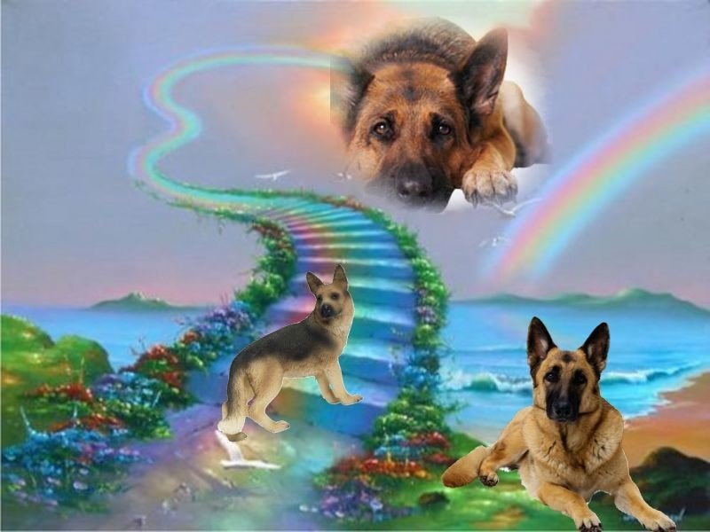 Открытка смерть собаки