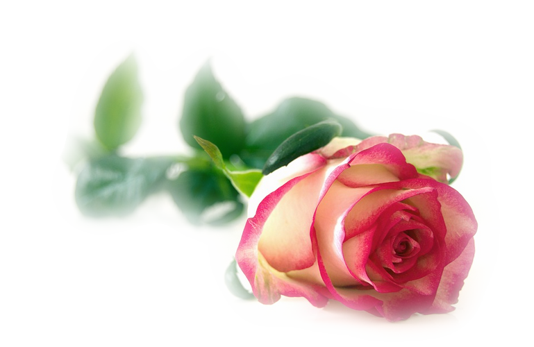 цветочные композиции png. Обсуждение на LiveInternet - Российский Сервис Онлайн-Дневников