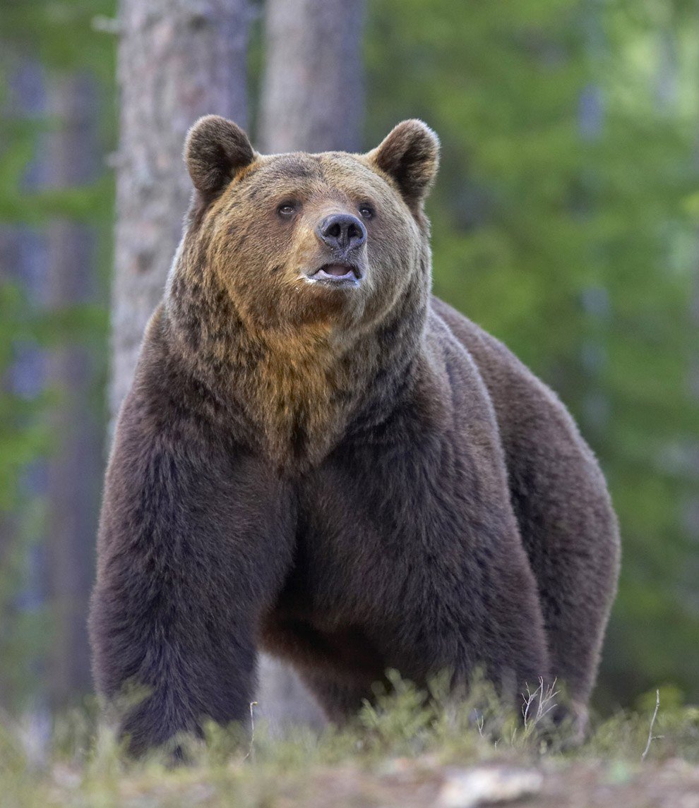 Бурый медведь (Ursus arctos) — крупнейшее плотоядное животное в Европе. В Финляндии он признан национальным символом. При виде такого потапыча любой испытает настоящий страх.