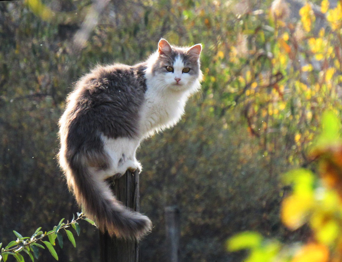 кошка фото