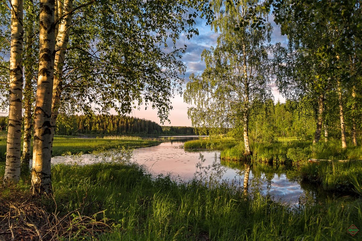 берёзовая роща и река фото