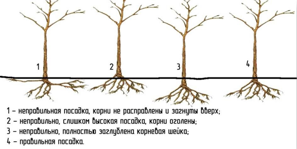 как правильно сажать плодовые деревья