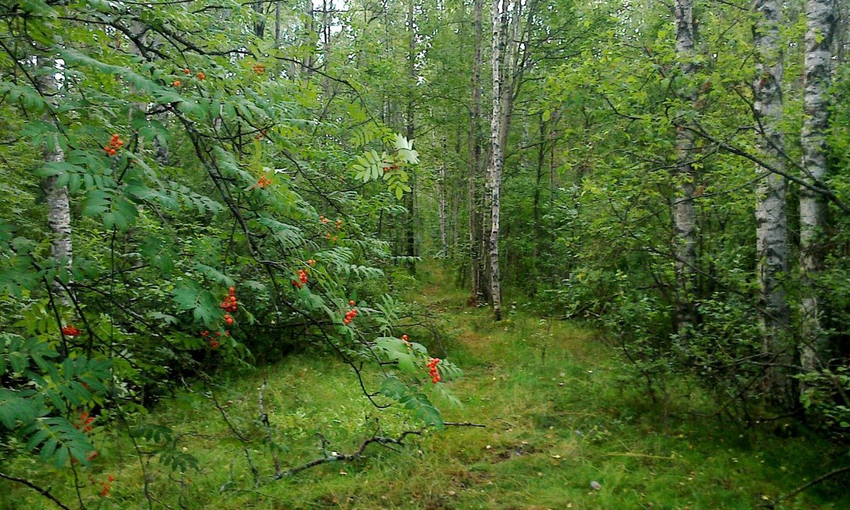 рябина в лесу фото