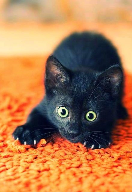 котенок черный фото