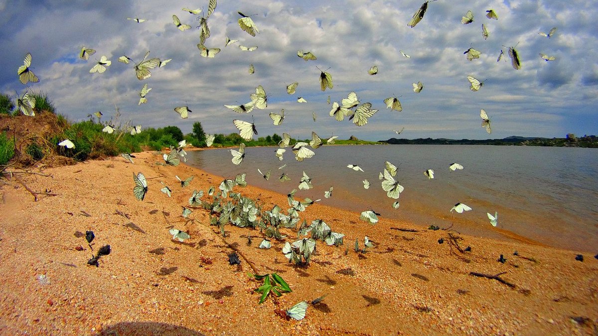 нашествие бабочек капустниц фото