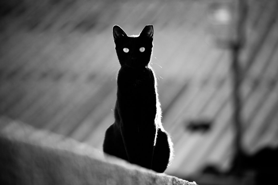 кошка черная фото
