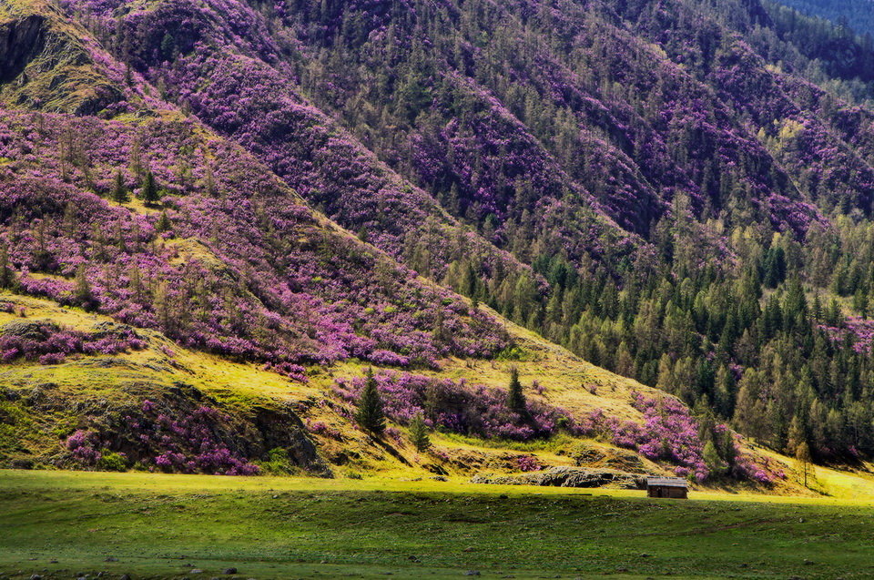 цветение маральника на алтае фото