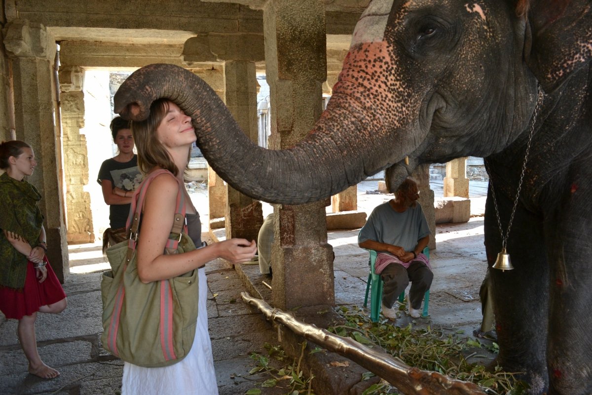 Друзья
#животные #индия #слон #я