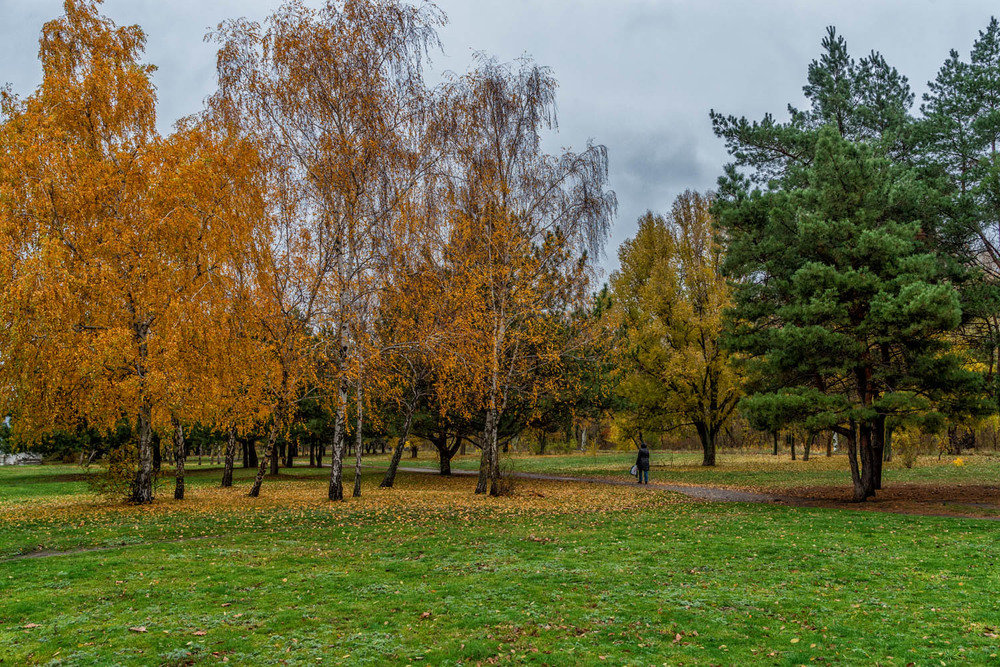 береза осенью фото