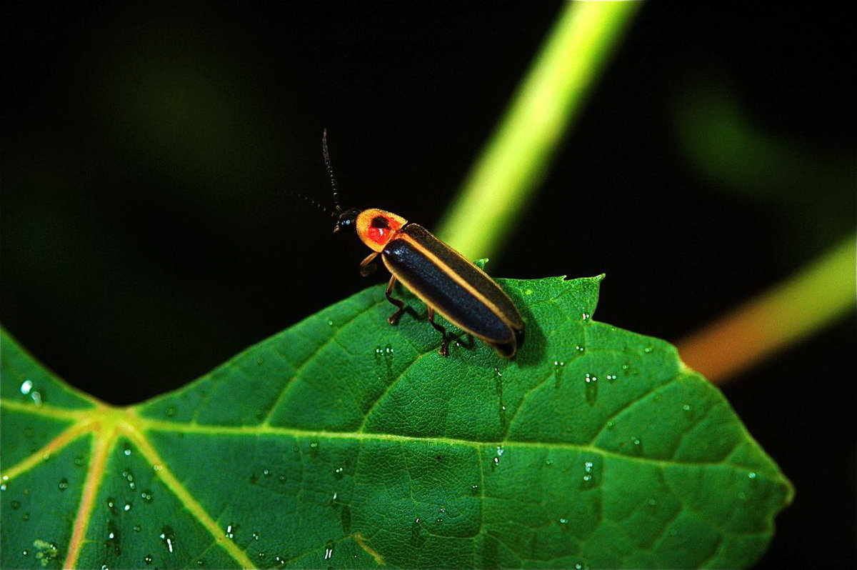 ��������� �������� ��� ��������