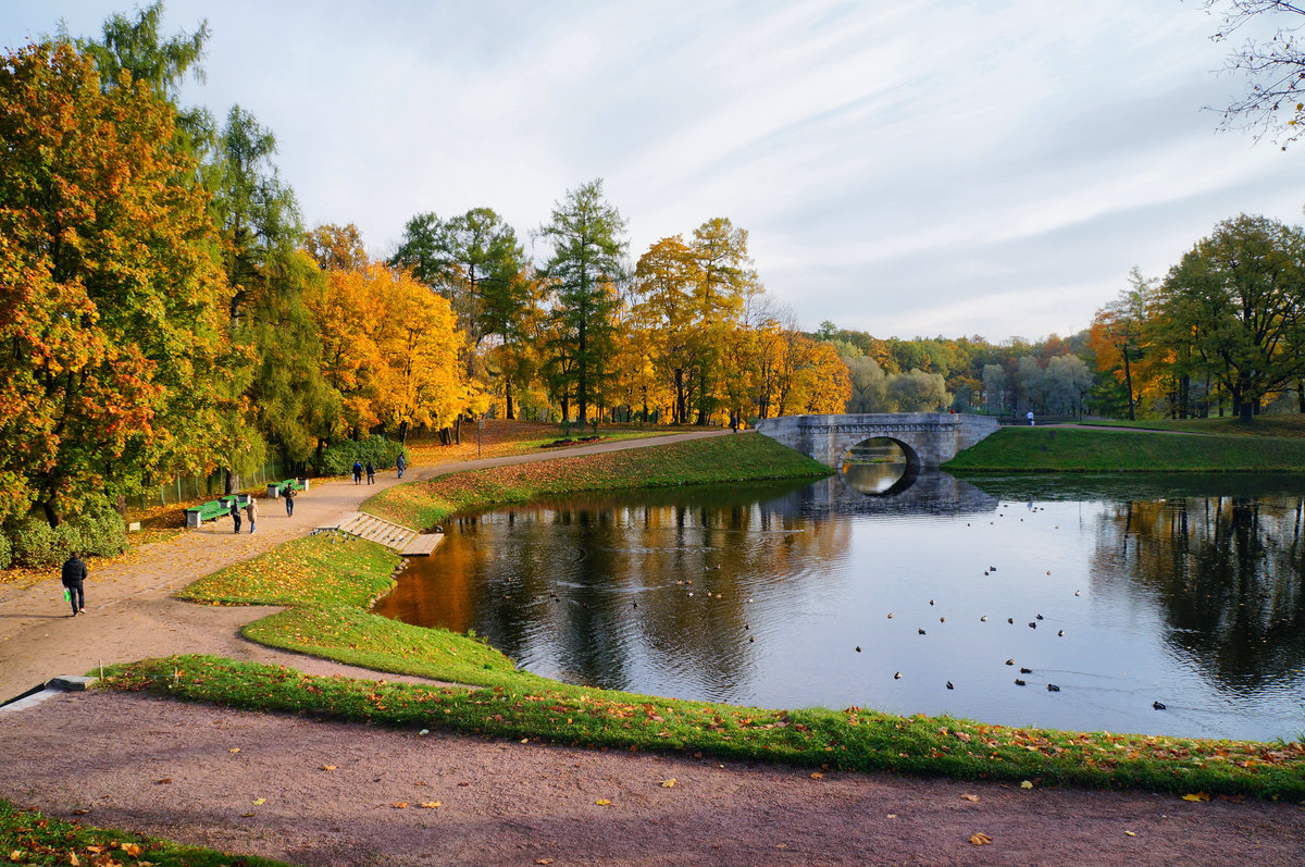 гатчинский парк карпин пруд фото