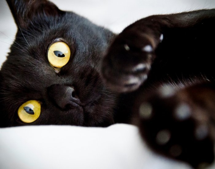 чëрная кошка фото