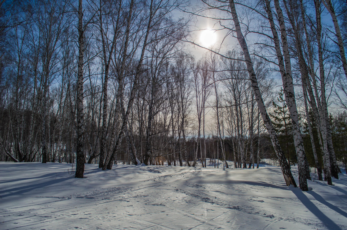 березовая роща зимой фото