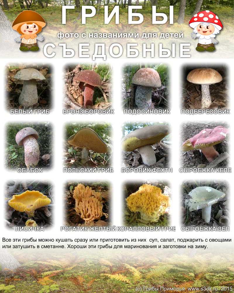 Торты мирель каталог с названиями и фото