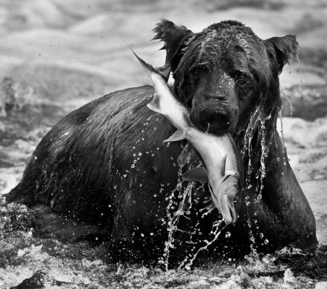 david yarrow фотограф фото
