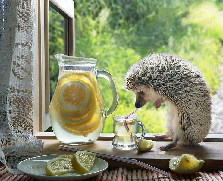 �������� ����, ������ ������ ���� �������� ���������� �������