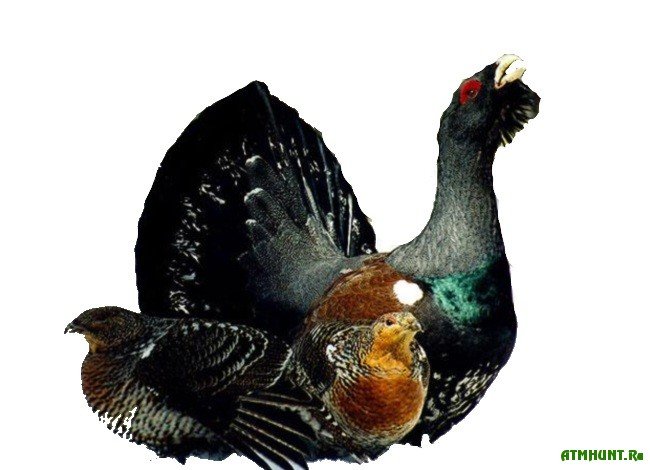 Картинки глухарь для детей на прозрачном фоне