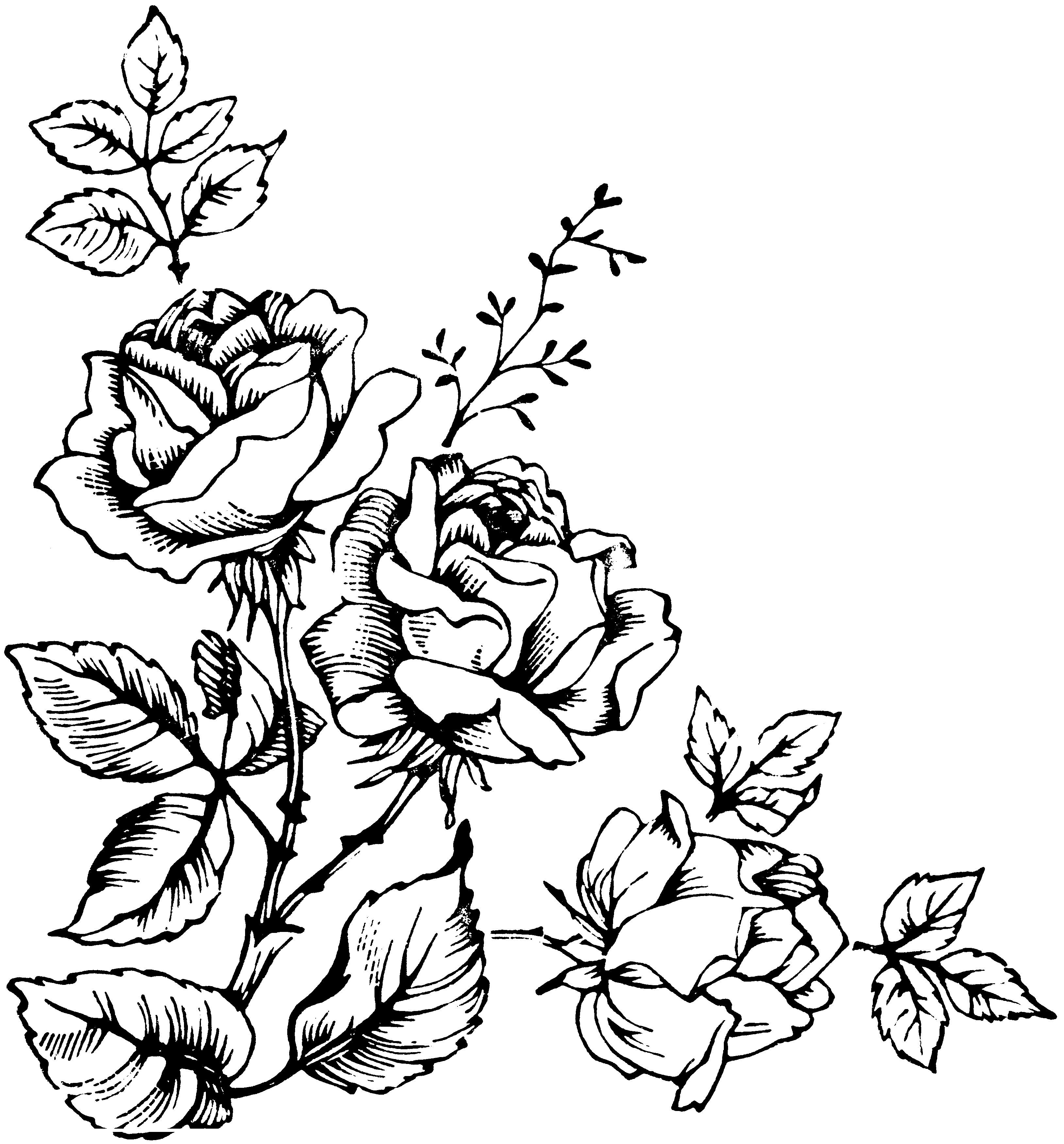 Розы картинки для выжигания по дереву