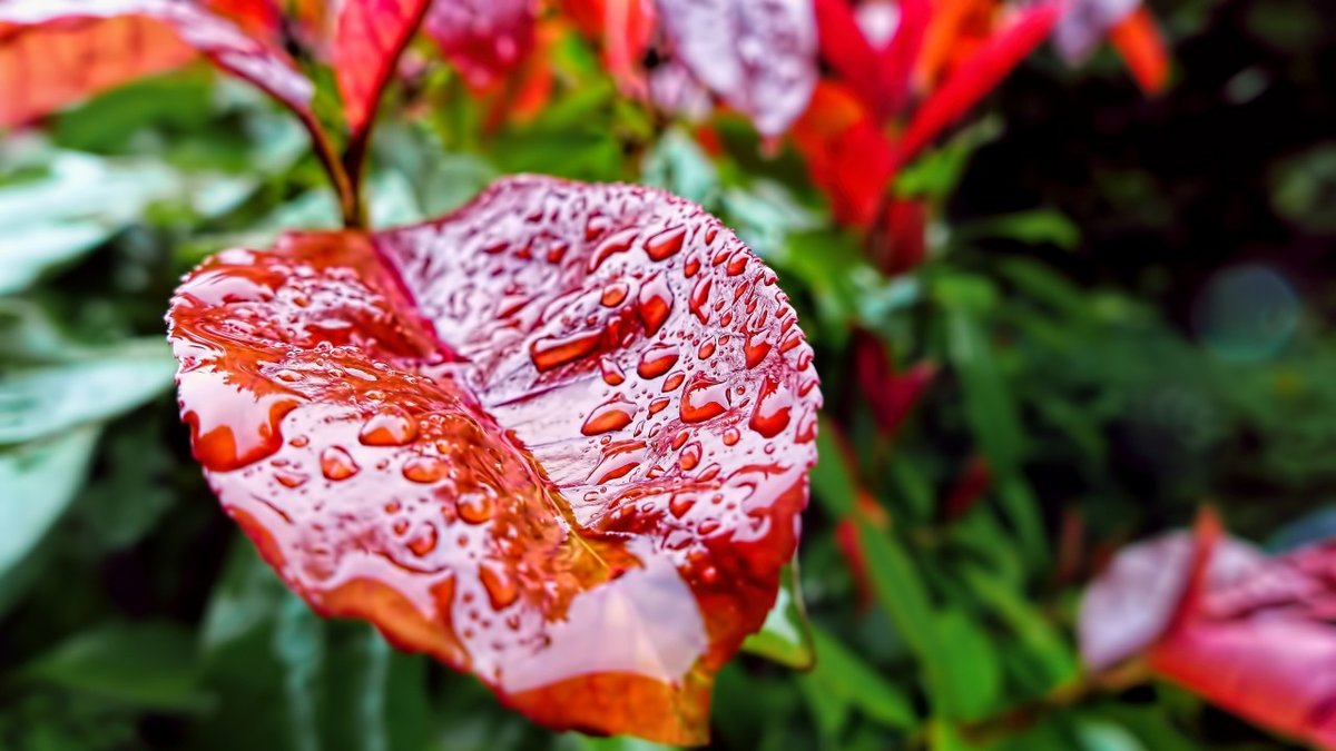 Листья, капли, дождь, осень