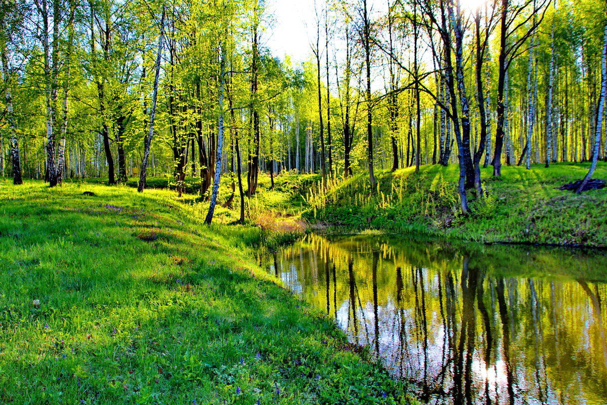 лесной пруд фото