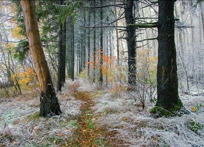 поздняя осень в лесу фото