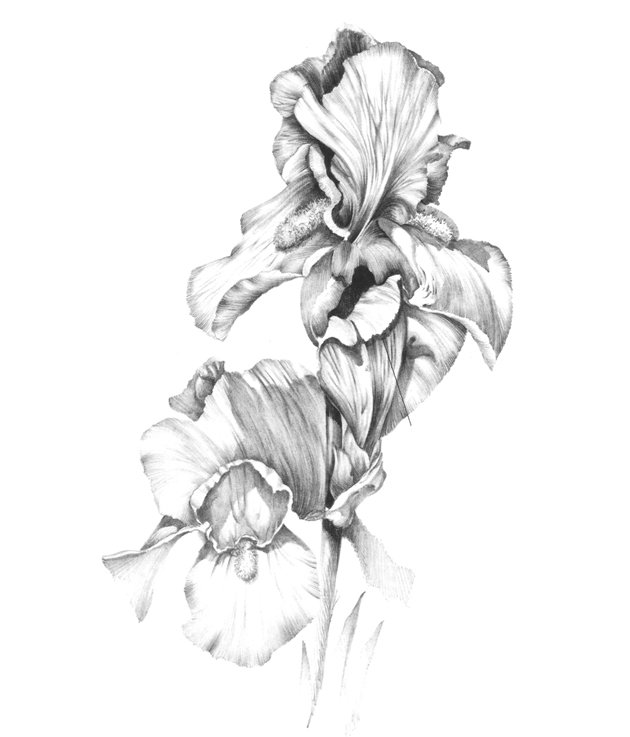 Ирисы рисунки карандашом