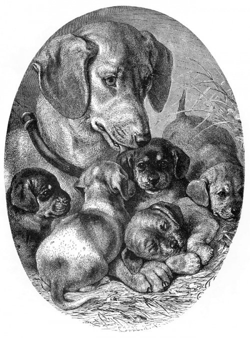 Милая семья собак